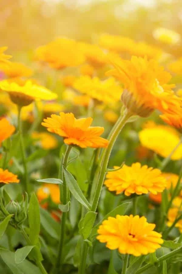 Waarom hierdie jaar eetbare blomme kweek en hoe om hulle te eet 10 Calendula is 'n eetbare blom