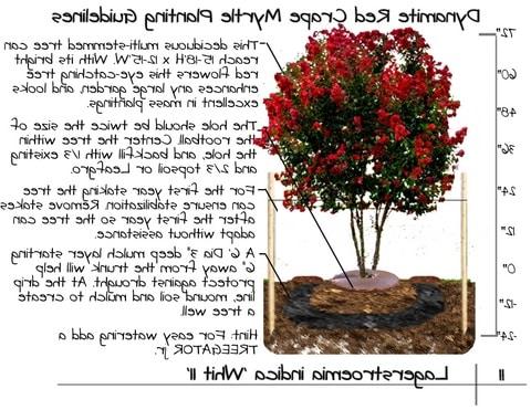 Dynamite Crape Myrtle: Ένα εντυπωσιακό δέντρο για τον κήπο