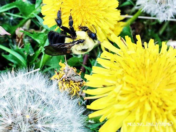 11 Ακαταμάχητες Λιχουδιές για Κοτόπουλα που θα Λατρέψει το Κοπάδι σας 4 μέλισσα σε πικραλίδα