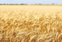 Kansas Wheat Tour: From Grain to Loaf