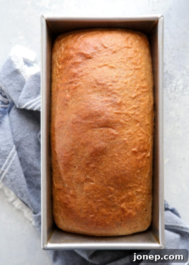 Wholesome Whole Wheat Loaf 5 A freshly baked loaf of 100% whole wheat bread, sliced and ready for toast or sandwiches.