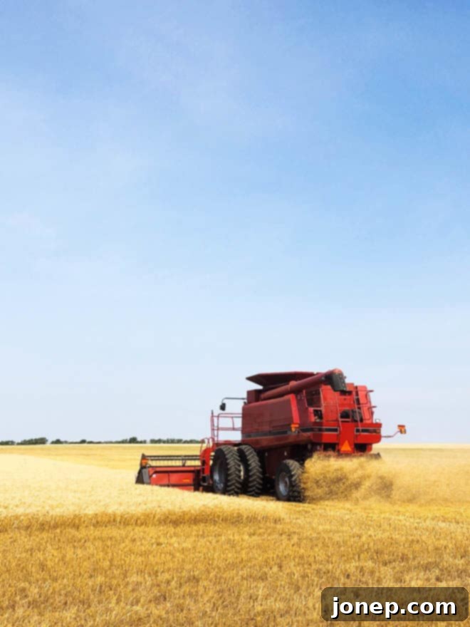 A combine harvester actively harvesting wheat in a field