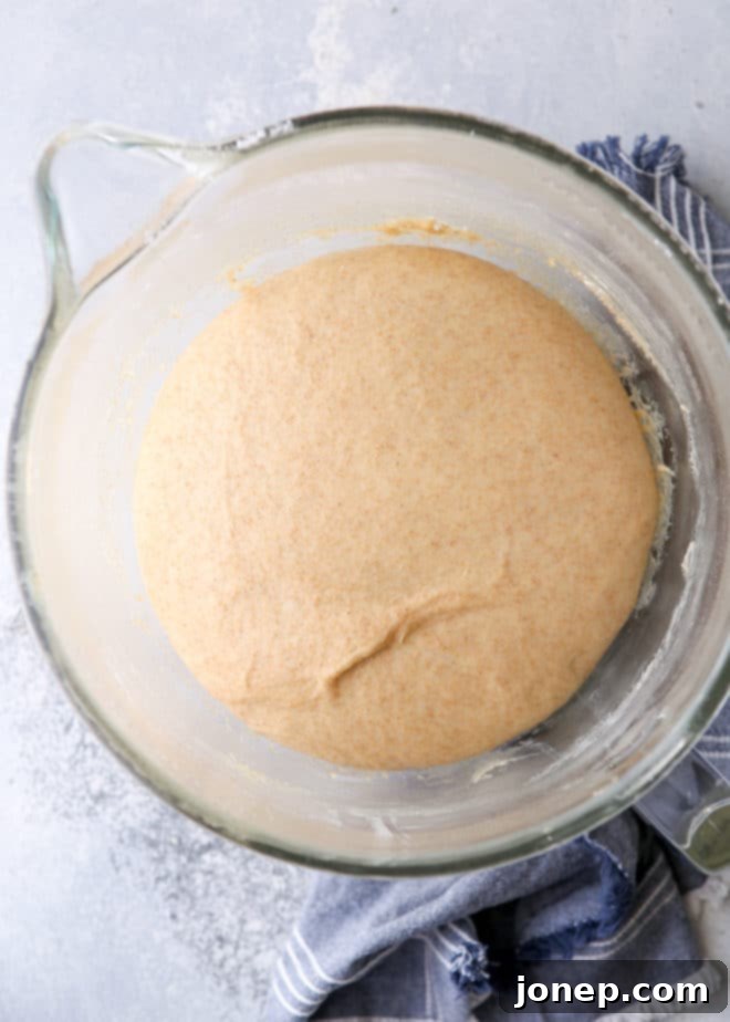 Honey whole wheat dinner rolls in the making