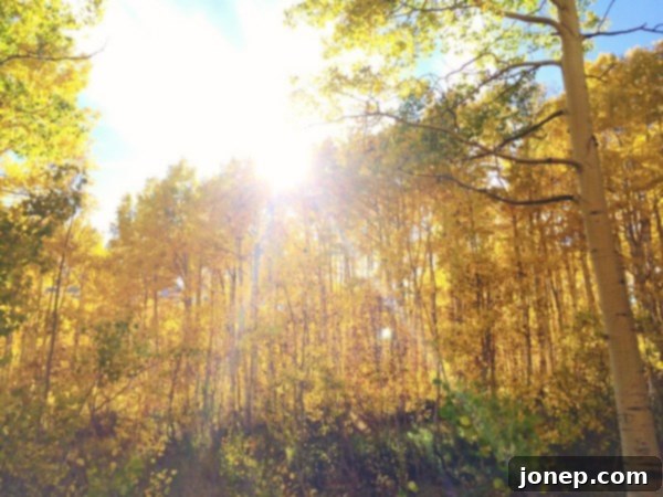 Stunning fall foliage in Utah, October 2014, showcasing golden aspens
