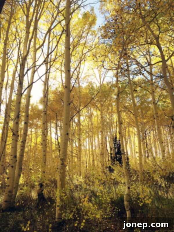 Vibrant autumn colors in the Utah mountains, a beautiful landscape