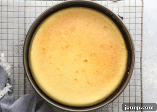 Effortless Water Bath for Flawless Cheesecake 5 A freshly baked cheesecake with a pristine, smooth surface, just removed from the oven, ready for cooling.