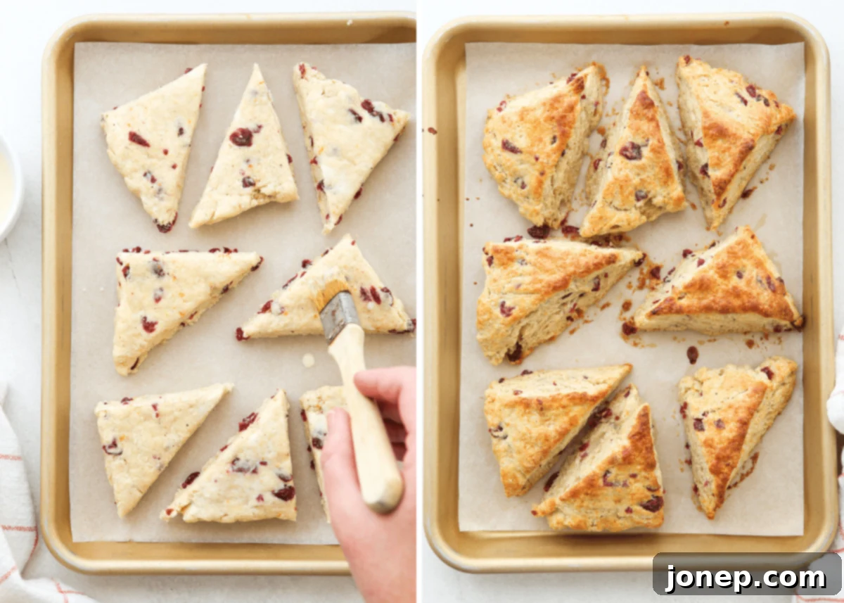 Eggnog Cranberry Scones
Festive Cranberry Eggnog Scones 7 Brushing scones with eggnog before baking, and then the baked scones on a sheet pan, ready to cool.